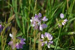 Image of crown vetch