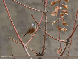 Image of European Rock Bunting