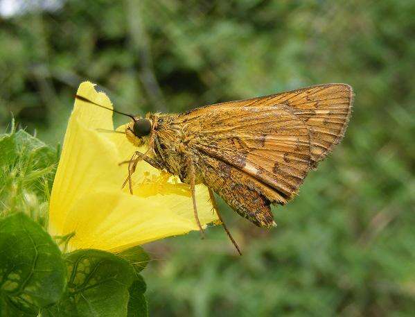 Image of Dark Palm Dart