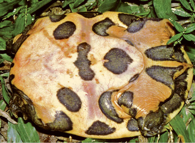 Image of Spotted softshell turtle