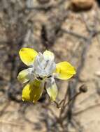 Image of Moraea gawleri Spreng.