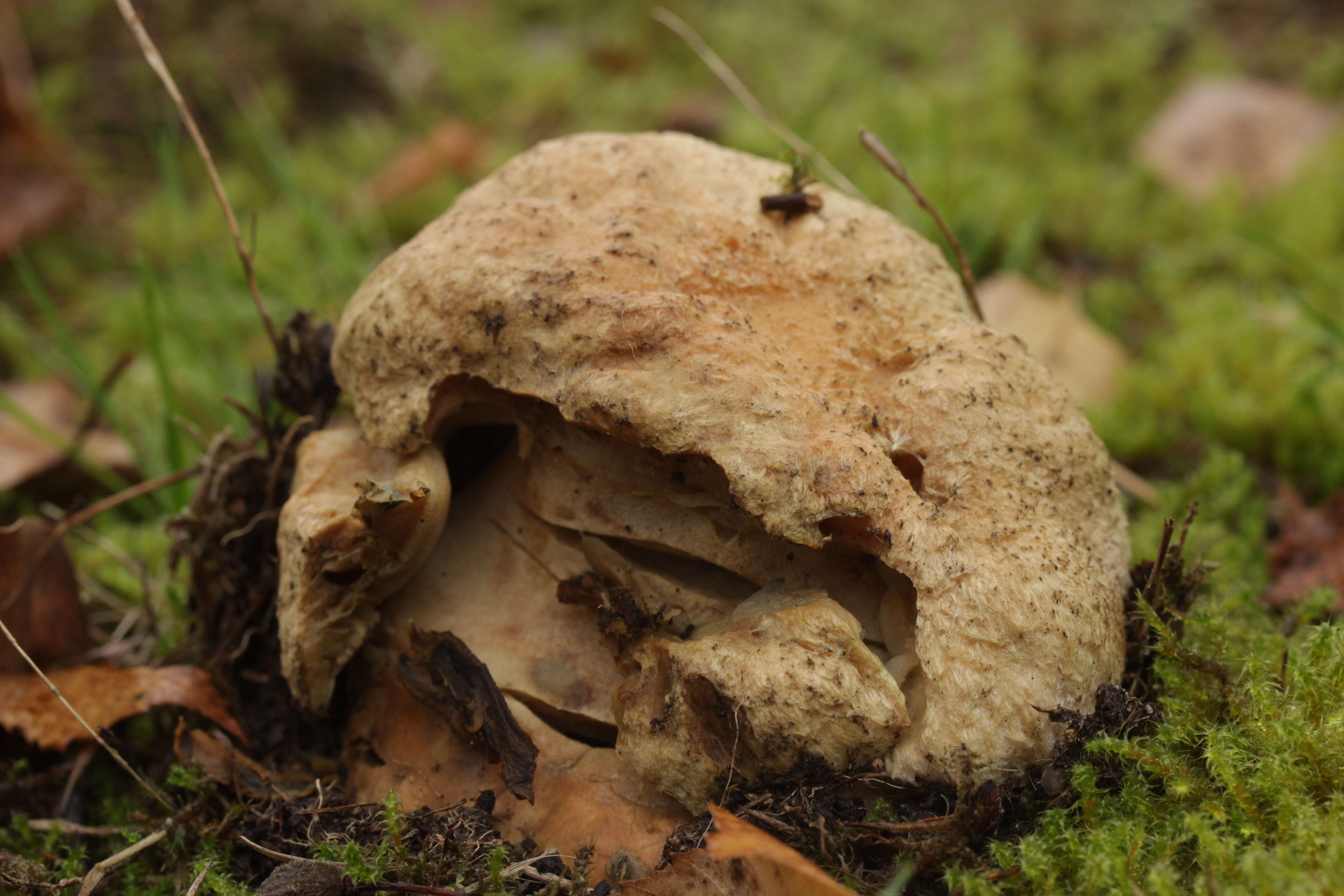 Image of Gyroporus cyanescens (Bull.) Quél. 1886