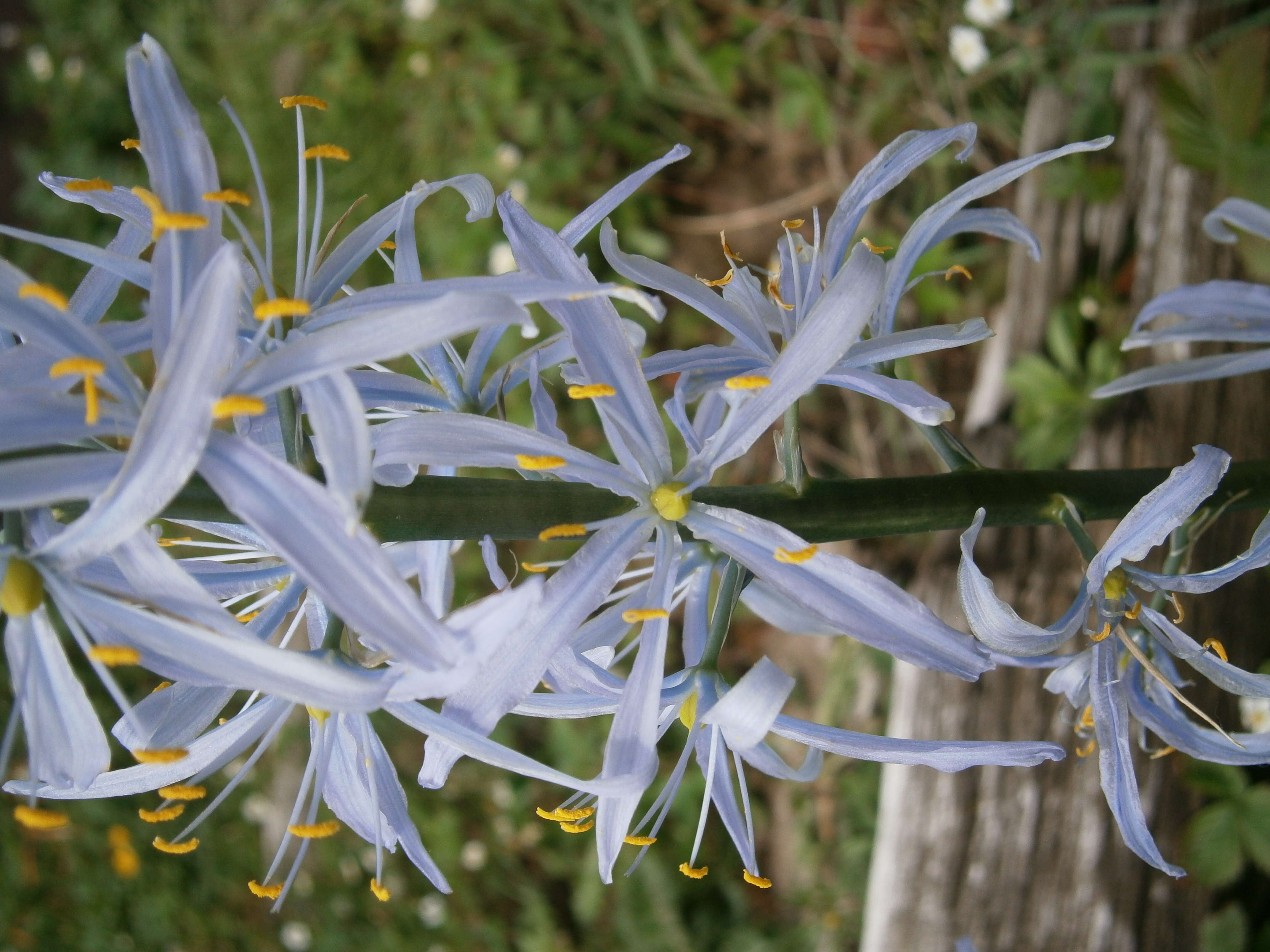 Image of Cusick's camas