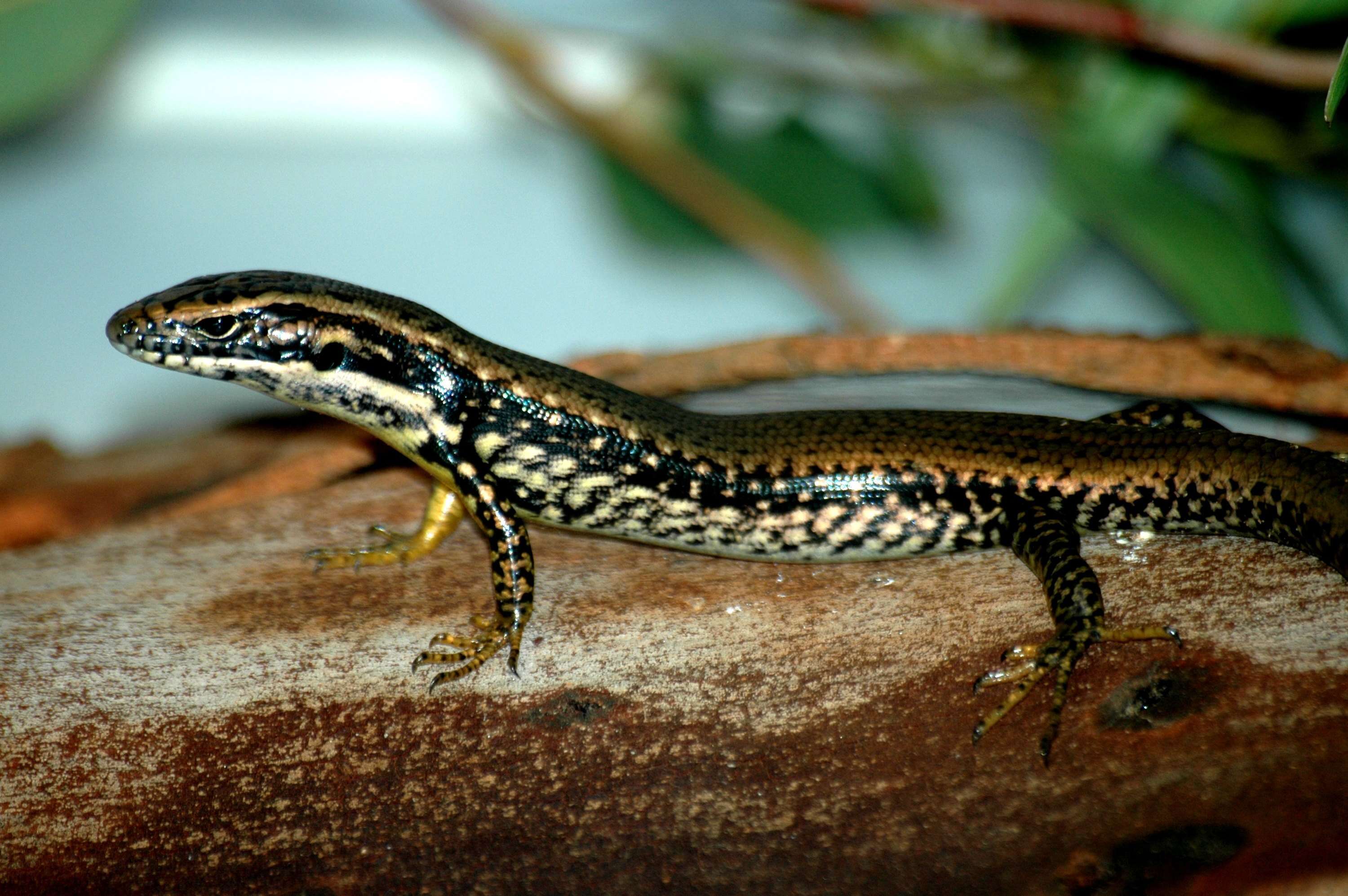 Image of Warm-temperate Water-skink