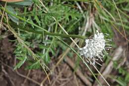 Image of dove pincushions