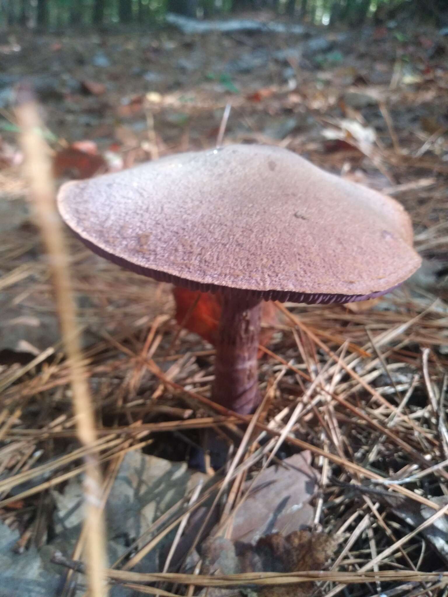 Image of Cortinarius violaceus (L.) Gray 1821