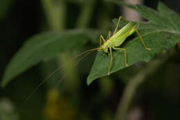 Image of Drumming Katydid