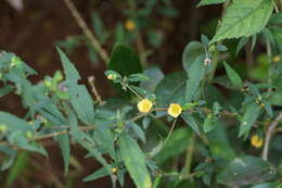 Imagem de Sida rhombifolia L.