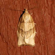 Image of barred fruit-tree tortrix