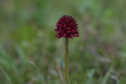 Gymnadenia nigra (L.) Rchb. fil.的圖片