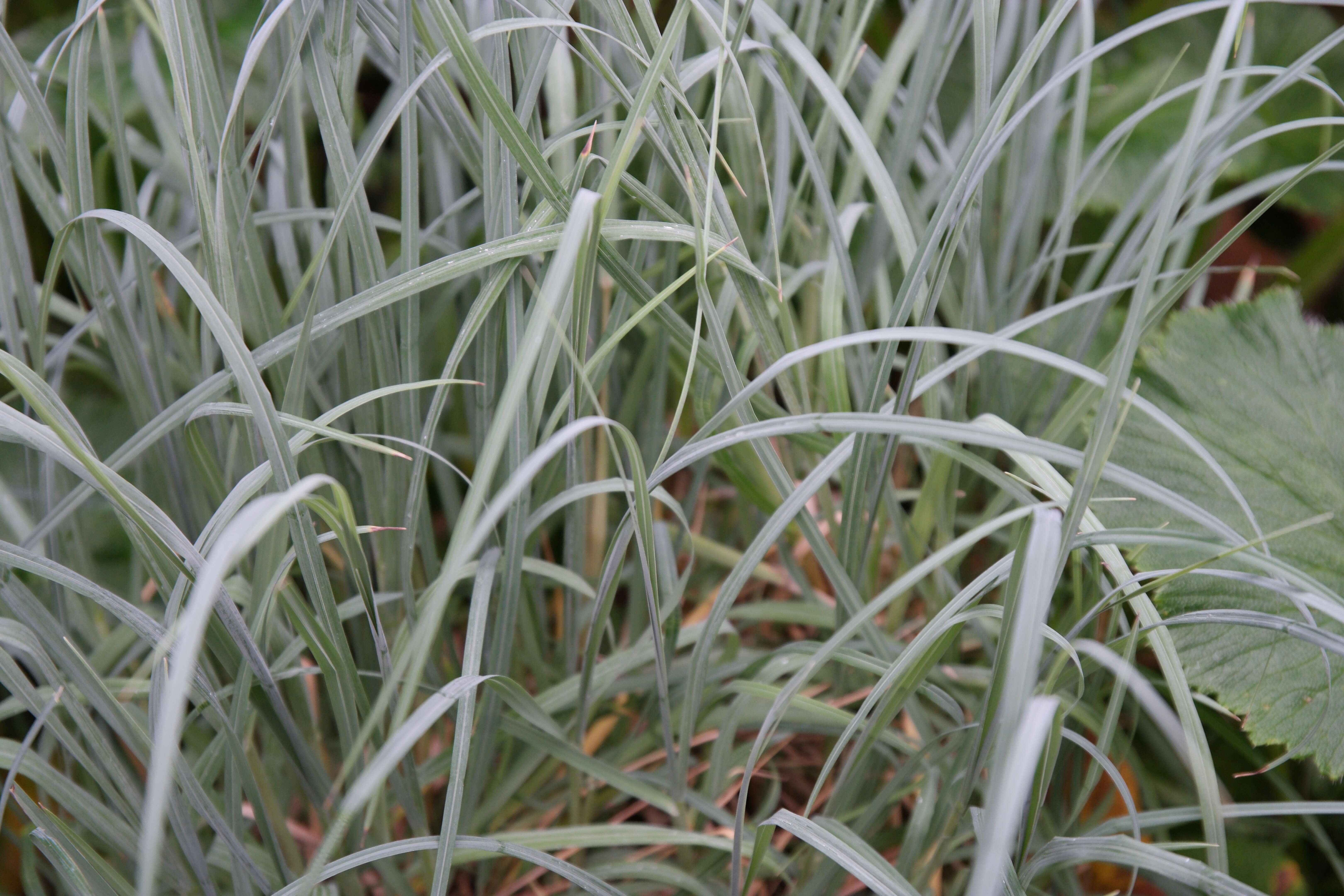 Image of Poa cookii (Hook. fil.) Hook. fil.