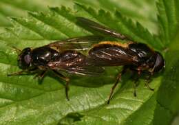 صورة Cheilosia fraterna (Meigen 1830)