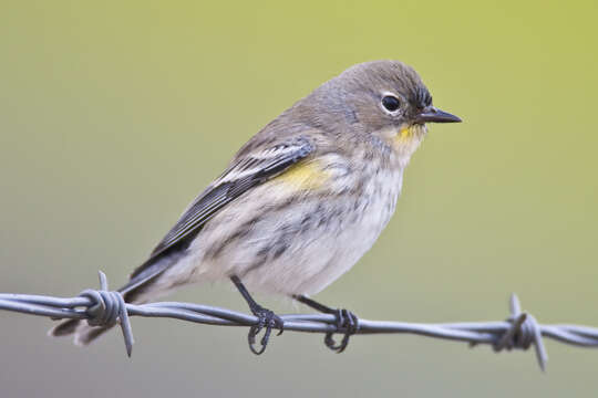 Image of Audubon's Warbler