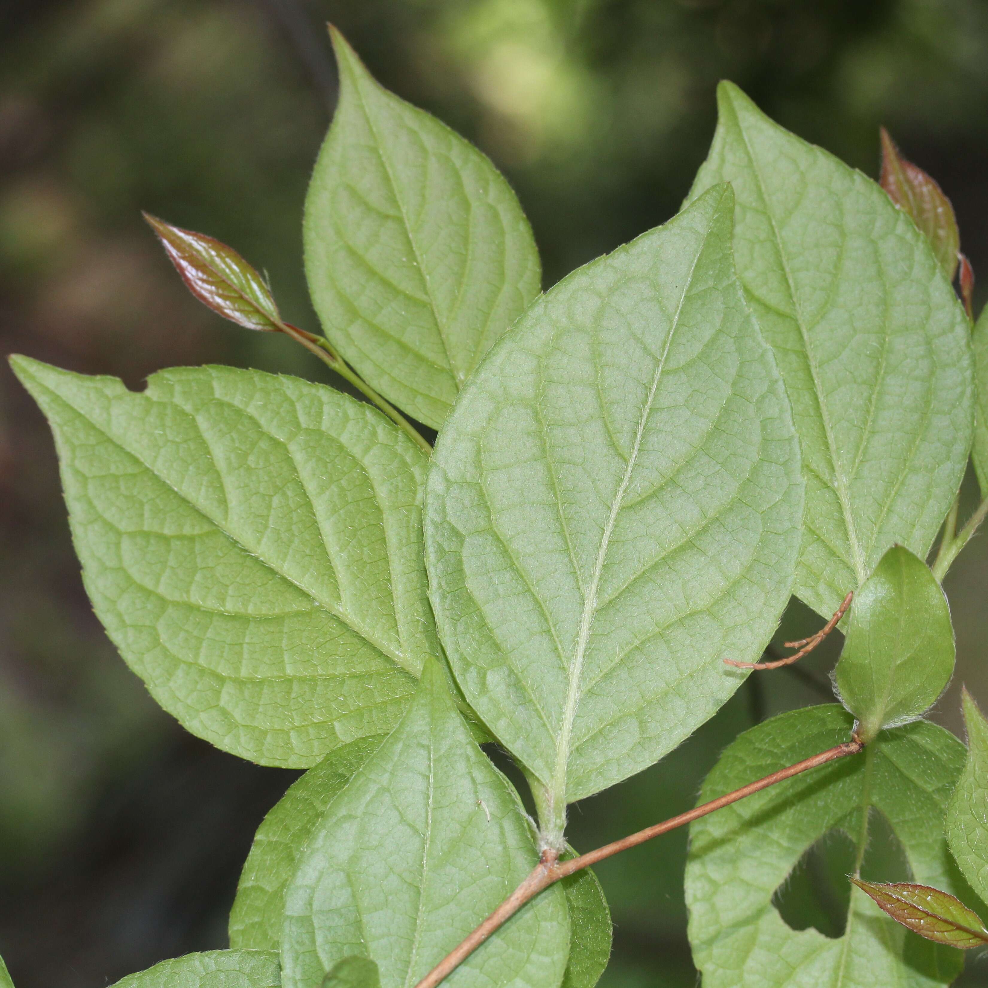 Imagem de Stewartia pseudocamellia Maxim.