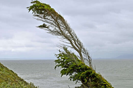 Image of Nothofagus betuloides (Mirb.) Oerst.