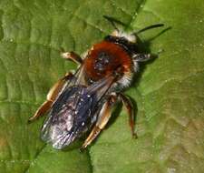 Image of early mining bee