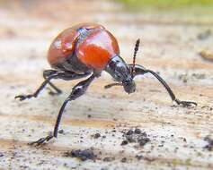 Image of Oak Leaf-roller