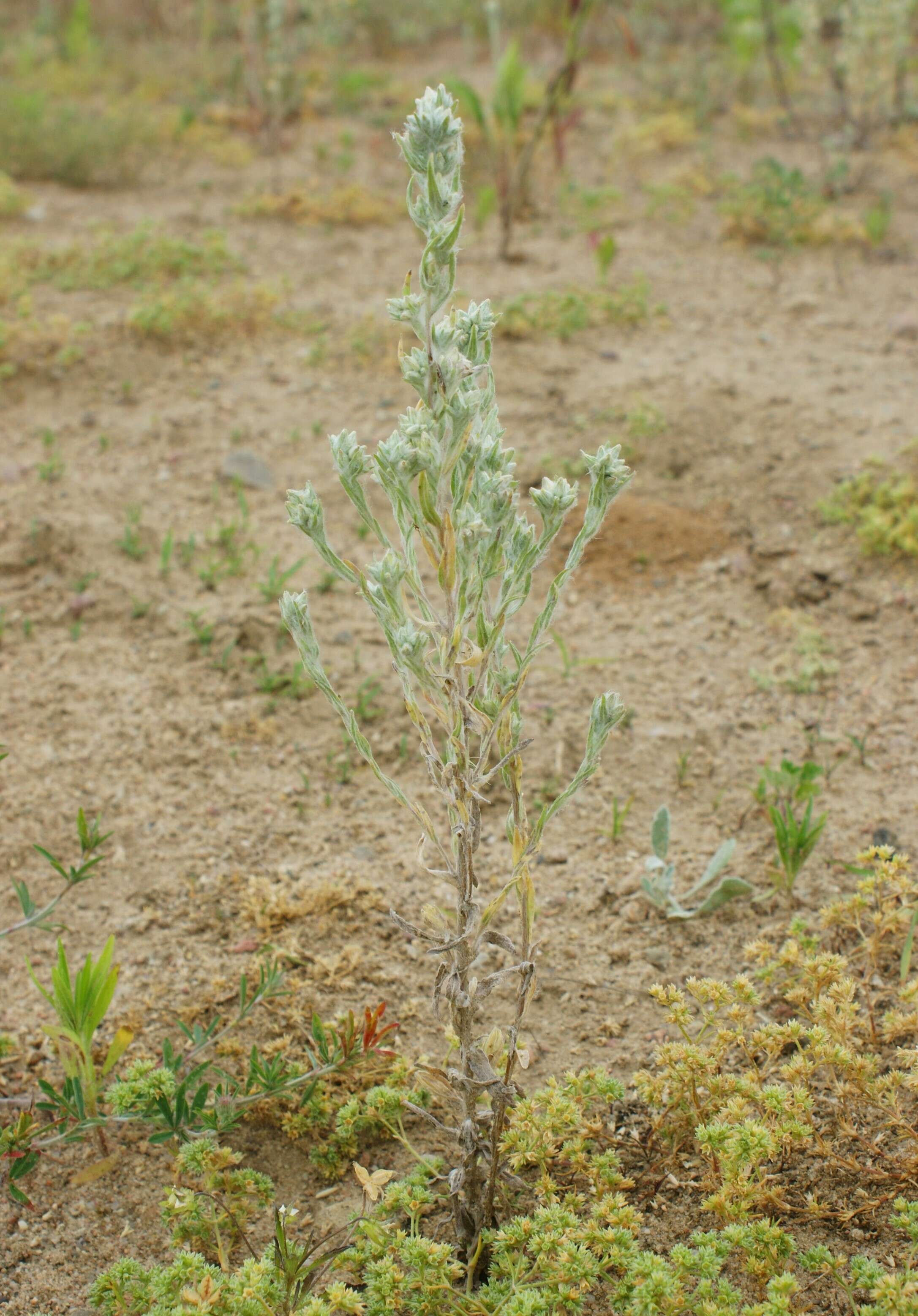 Image of field cudweed