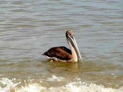 Image of Pelecanus occidentalis occidentalis Linnaeus 1766