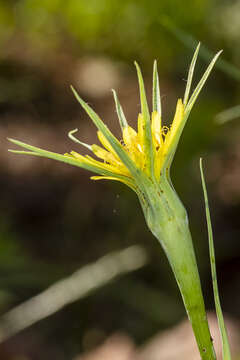 Image of yellow salsify