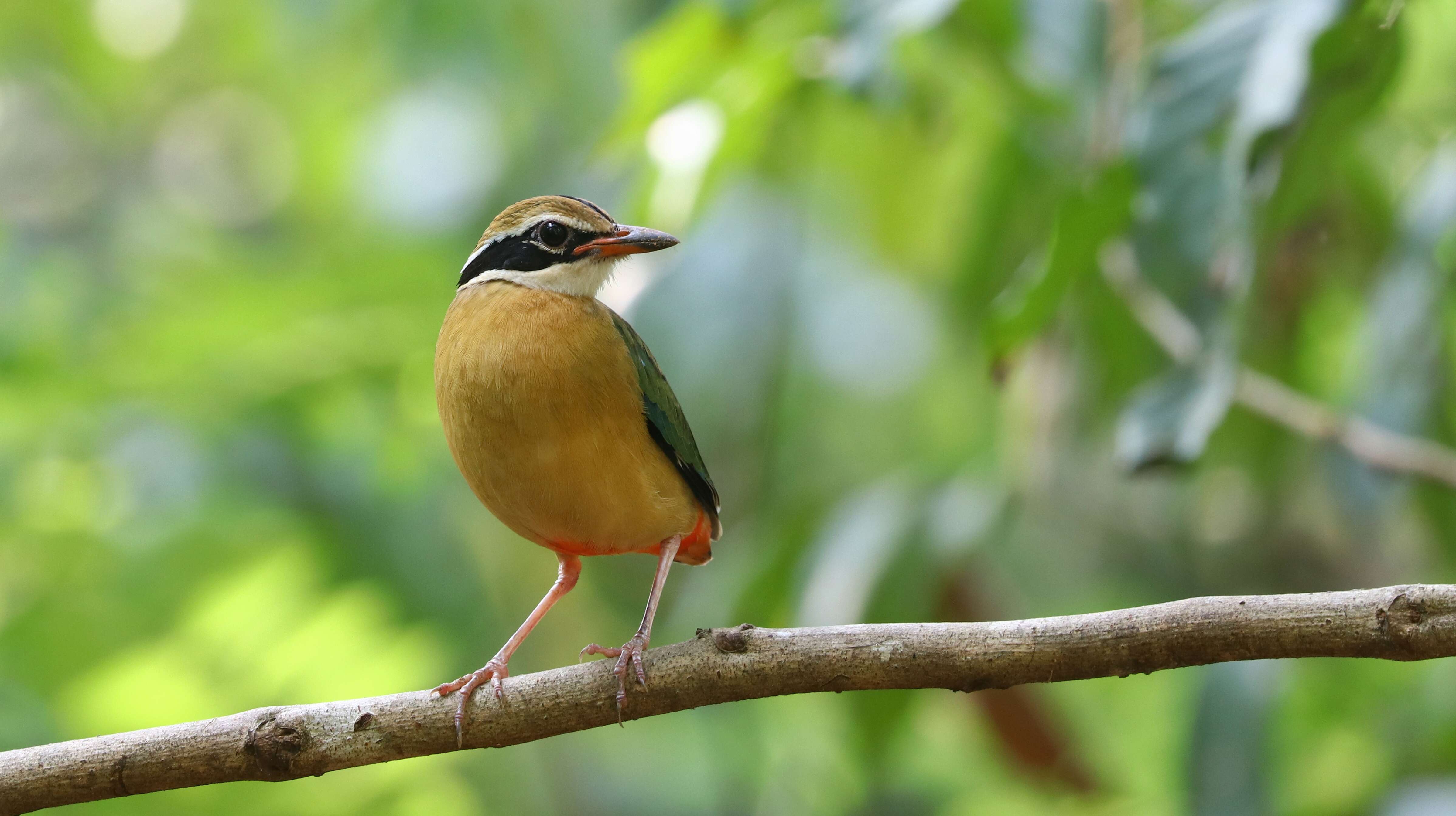 Plancia ëd Pitta brachyura (Linnaeus 1766)