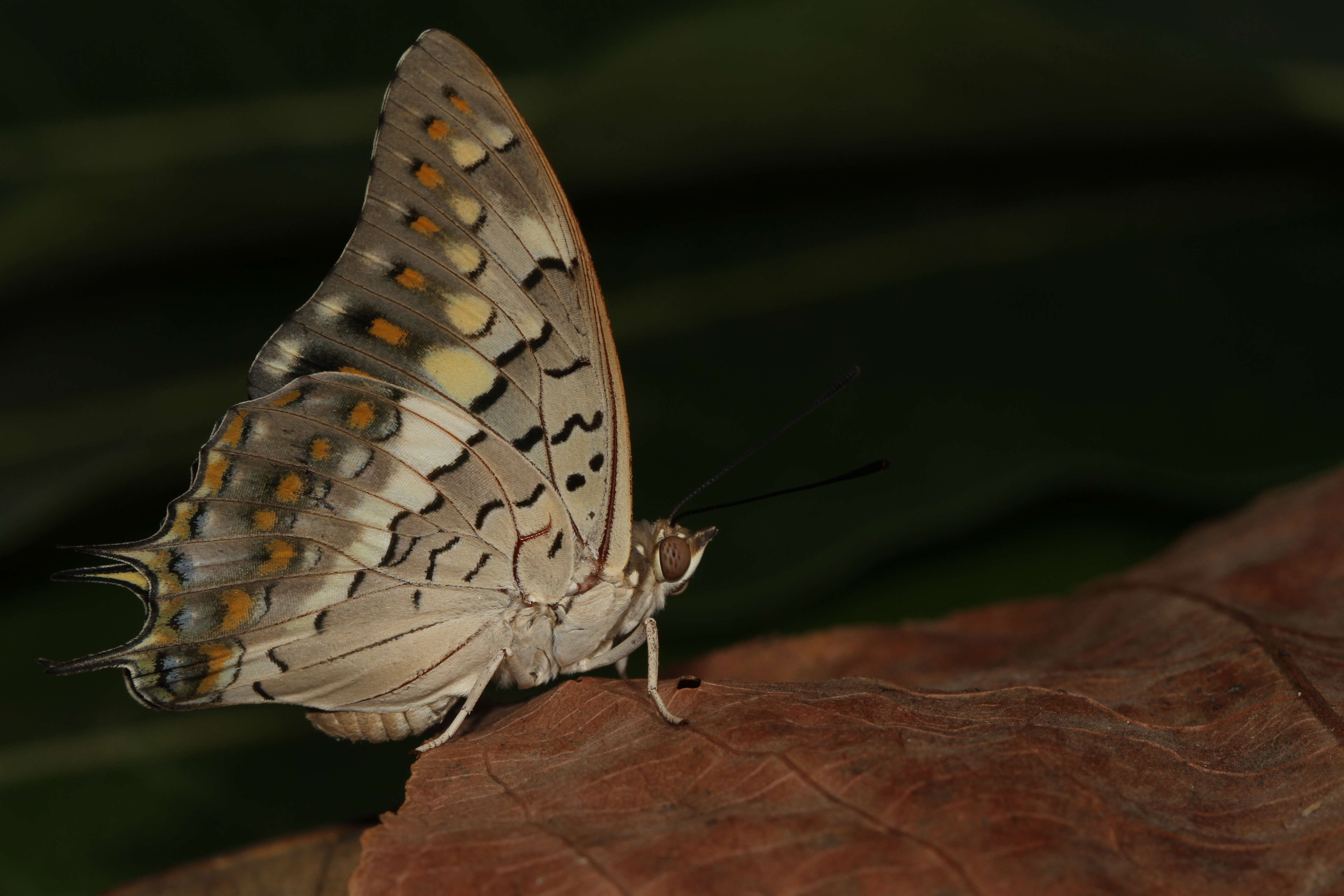 Imagem de Charaxes solon Fabricius 1793