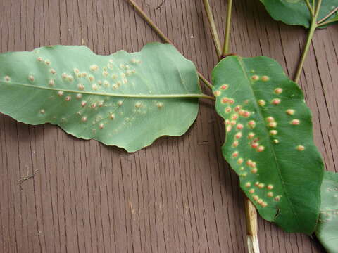 Image of southern mahogany