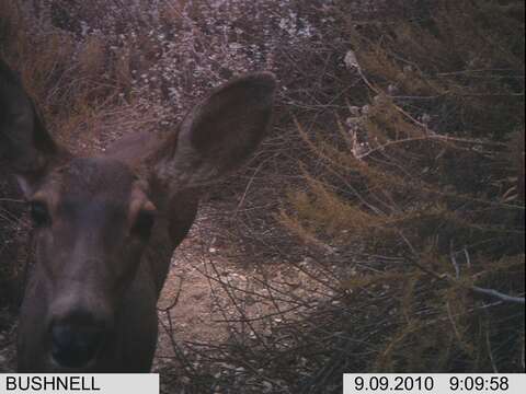 Plancia ëd Odocoileus hemionus californicus (Caton 1876)