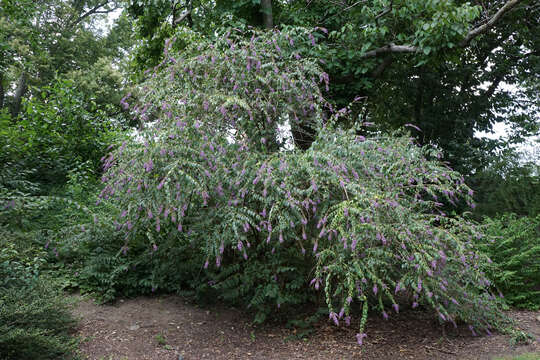 Image of butterfly-bush