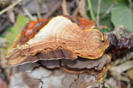 Image of lingzhi mushroom