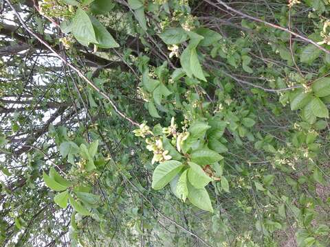 Image of Bird Cherry