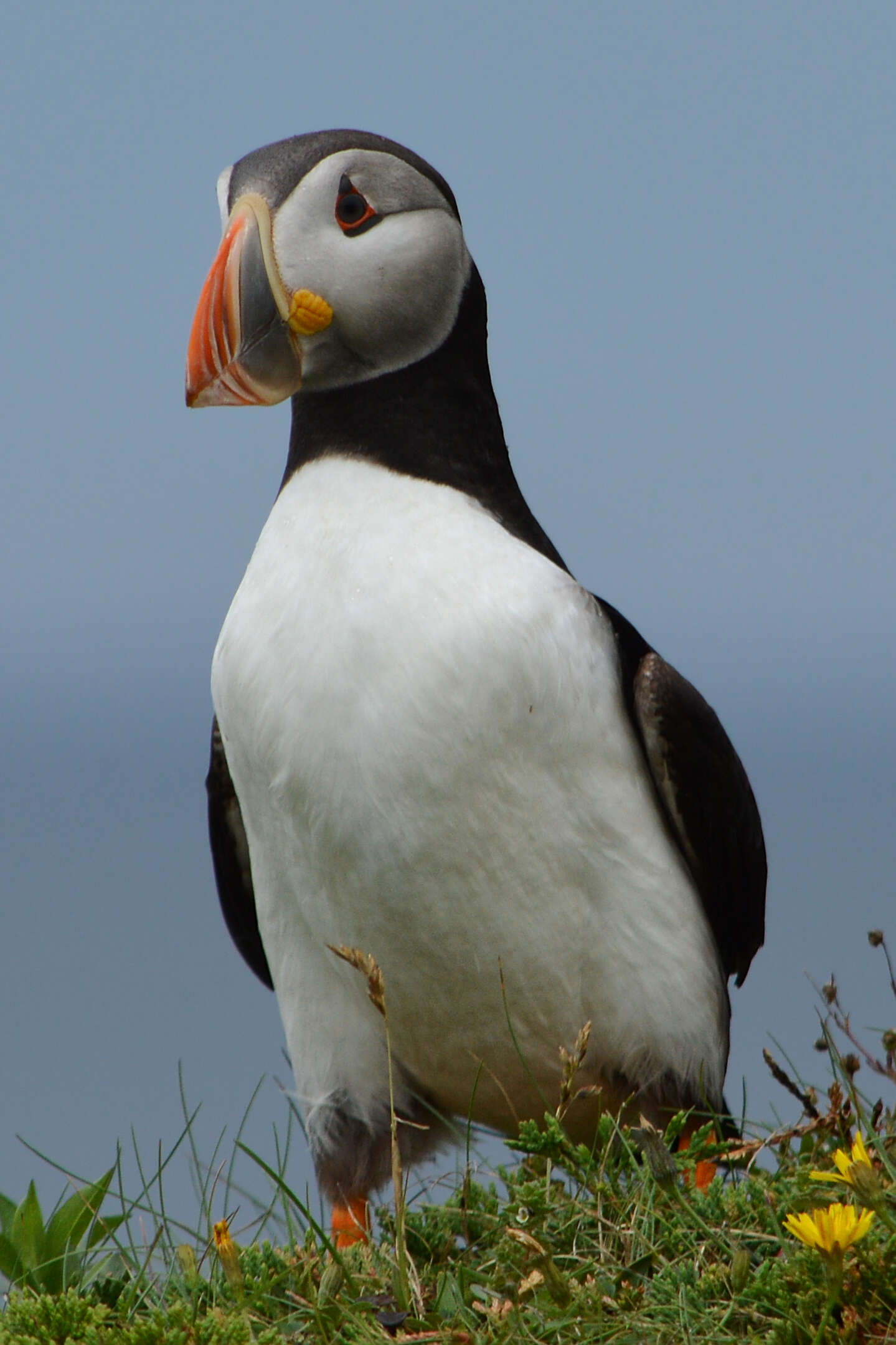 Image of Puffin