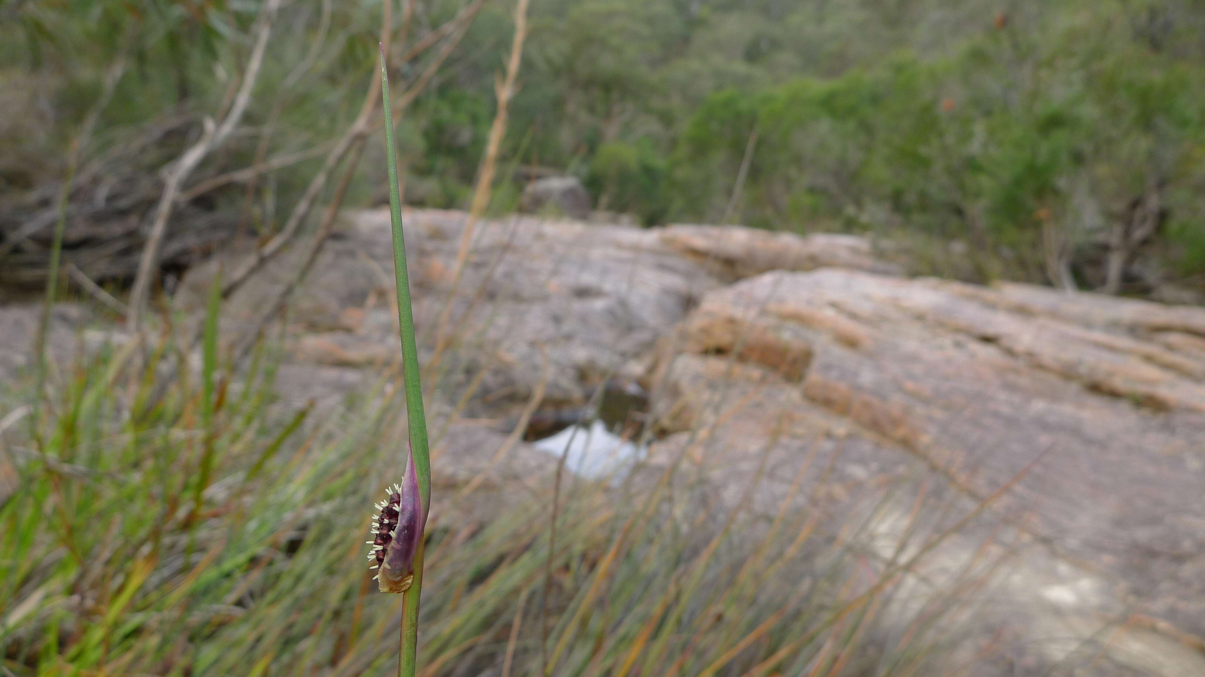 Image of Chorizandra cymbaria R. Br.