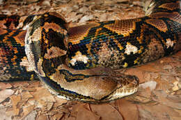 Image of Malayopython Reynolds, Niemiller & Revell 2013