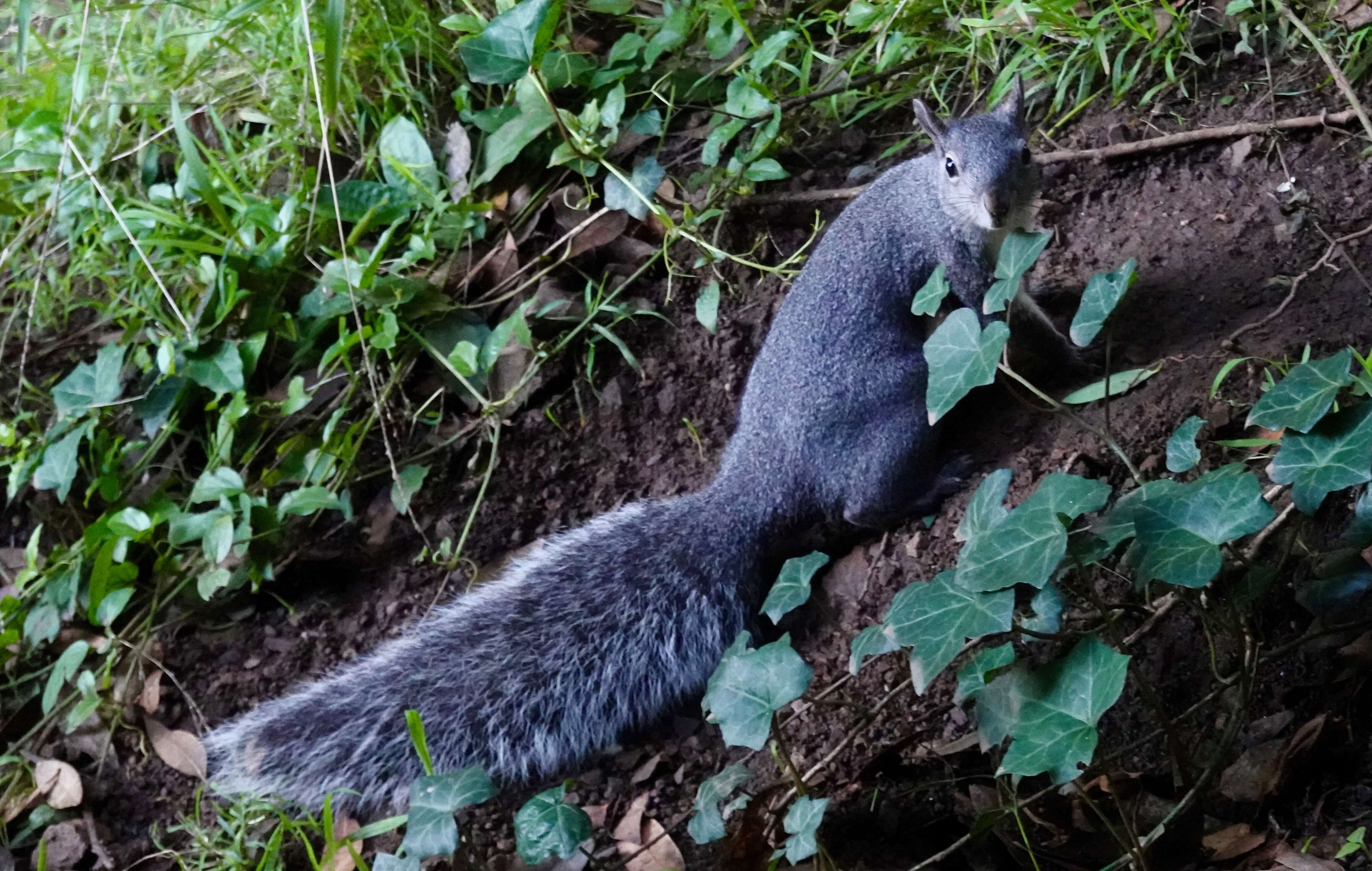 Sivun Sciurus subgen. Hesperosciurus Nelson 1899 kuva