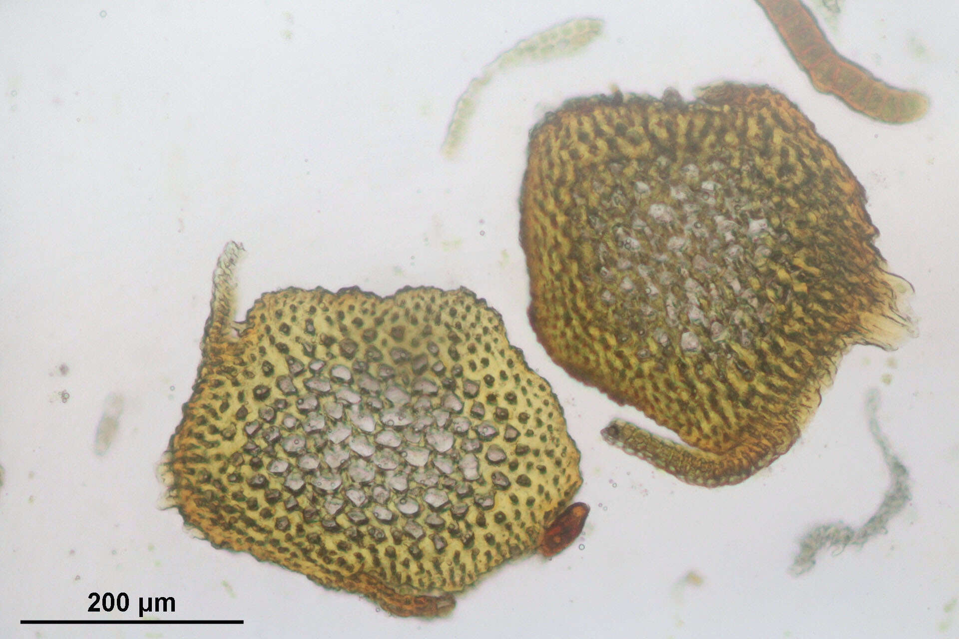 Image of Lyell's orthotrichum moss