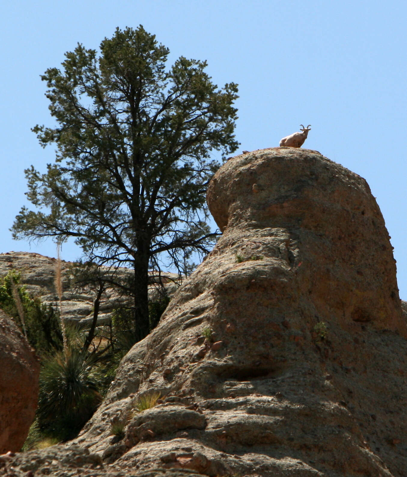 Image of Chihuahua Pine