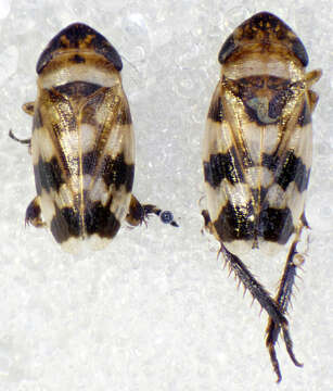 Image of <i>Anoscopus albifrons</i>