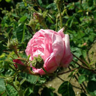 Image of cabbage rose