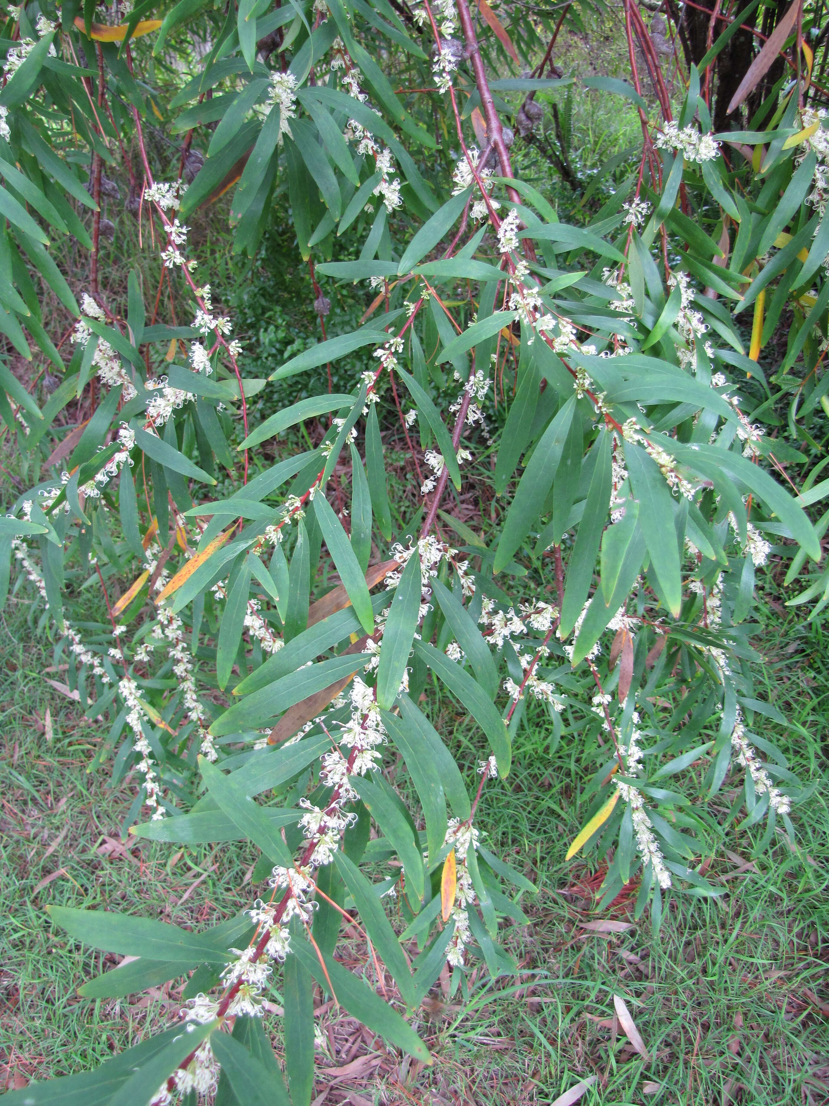 Image of Willow hakea