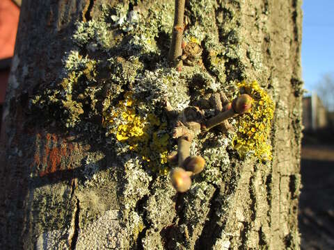 Image of orange wall lichen