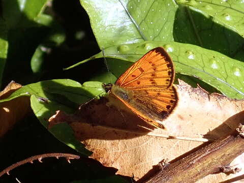 Image of Lycaena salustius (Fabricius 1793)