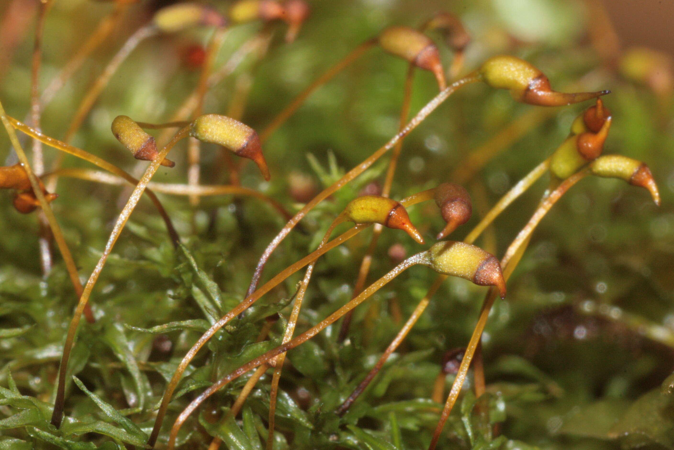 Image of dichodontium moss