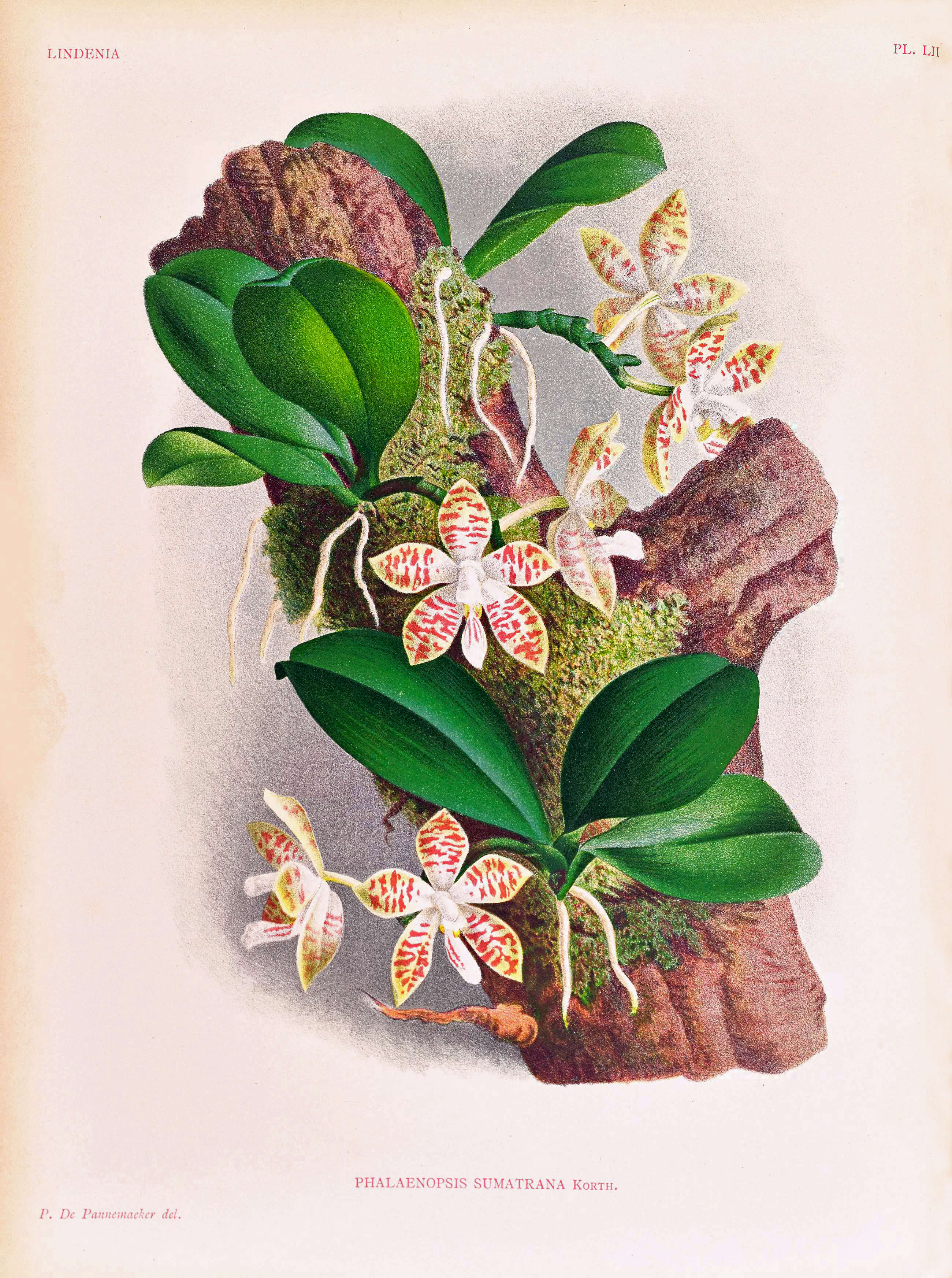 Image of Phalaenopsis sumatrana Korth. & Rchb. fil.