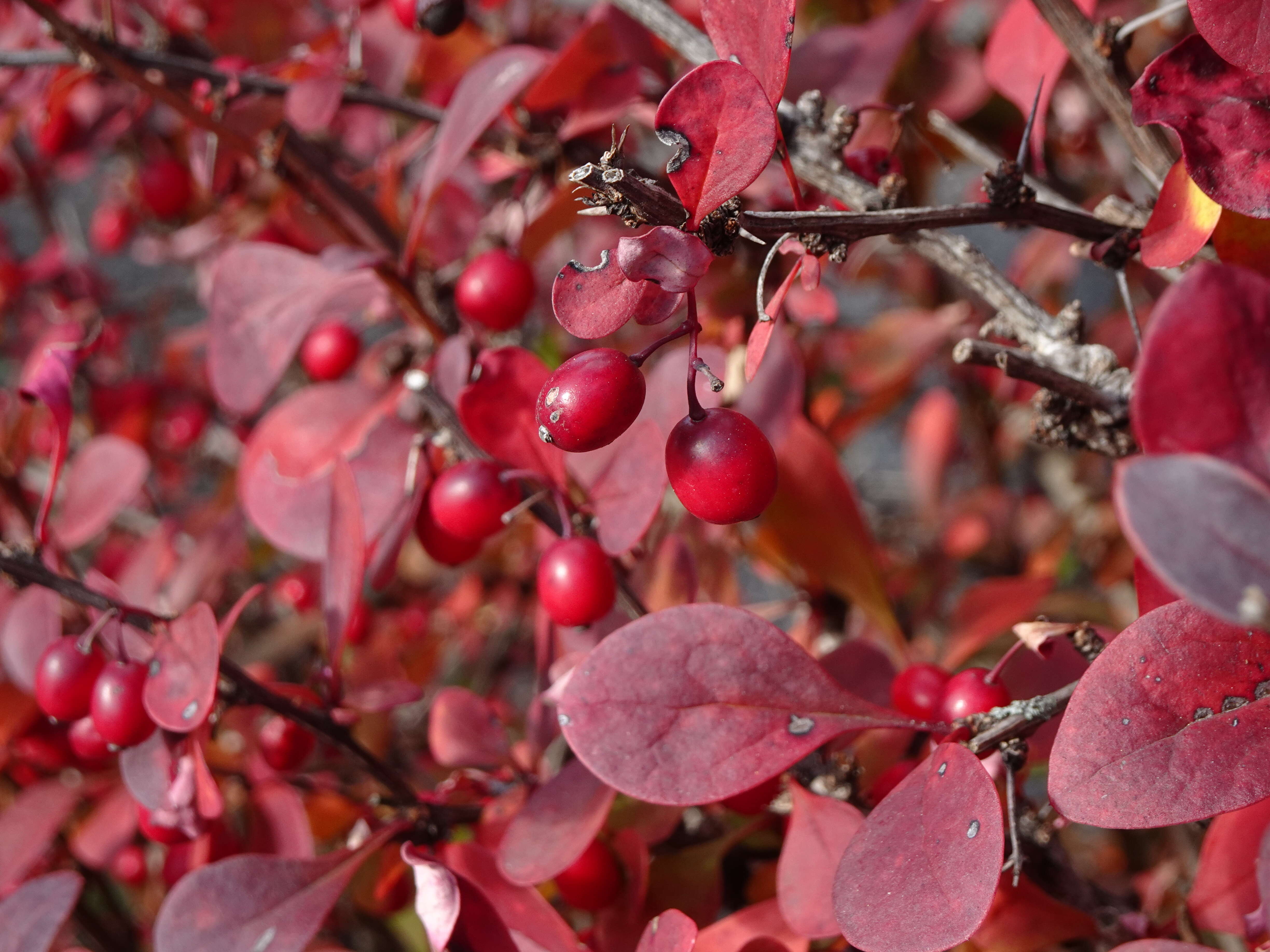 Image of Mahonia