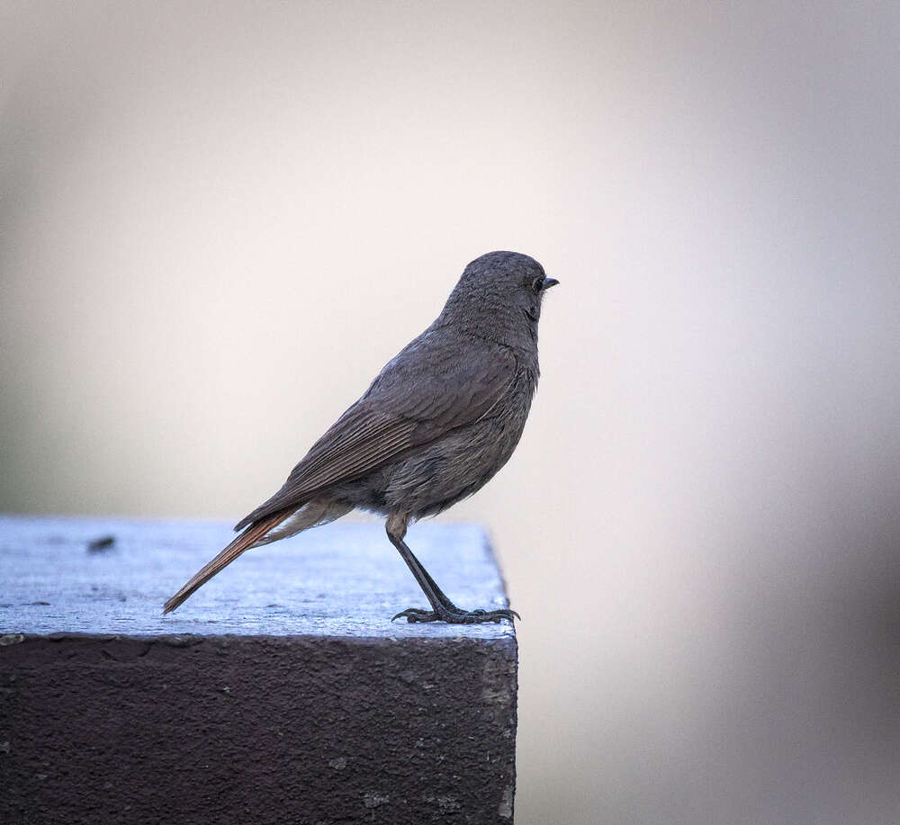 Image of Black Redstart