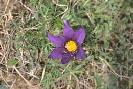 Imagem de Pulsatilla vulgaris Miller