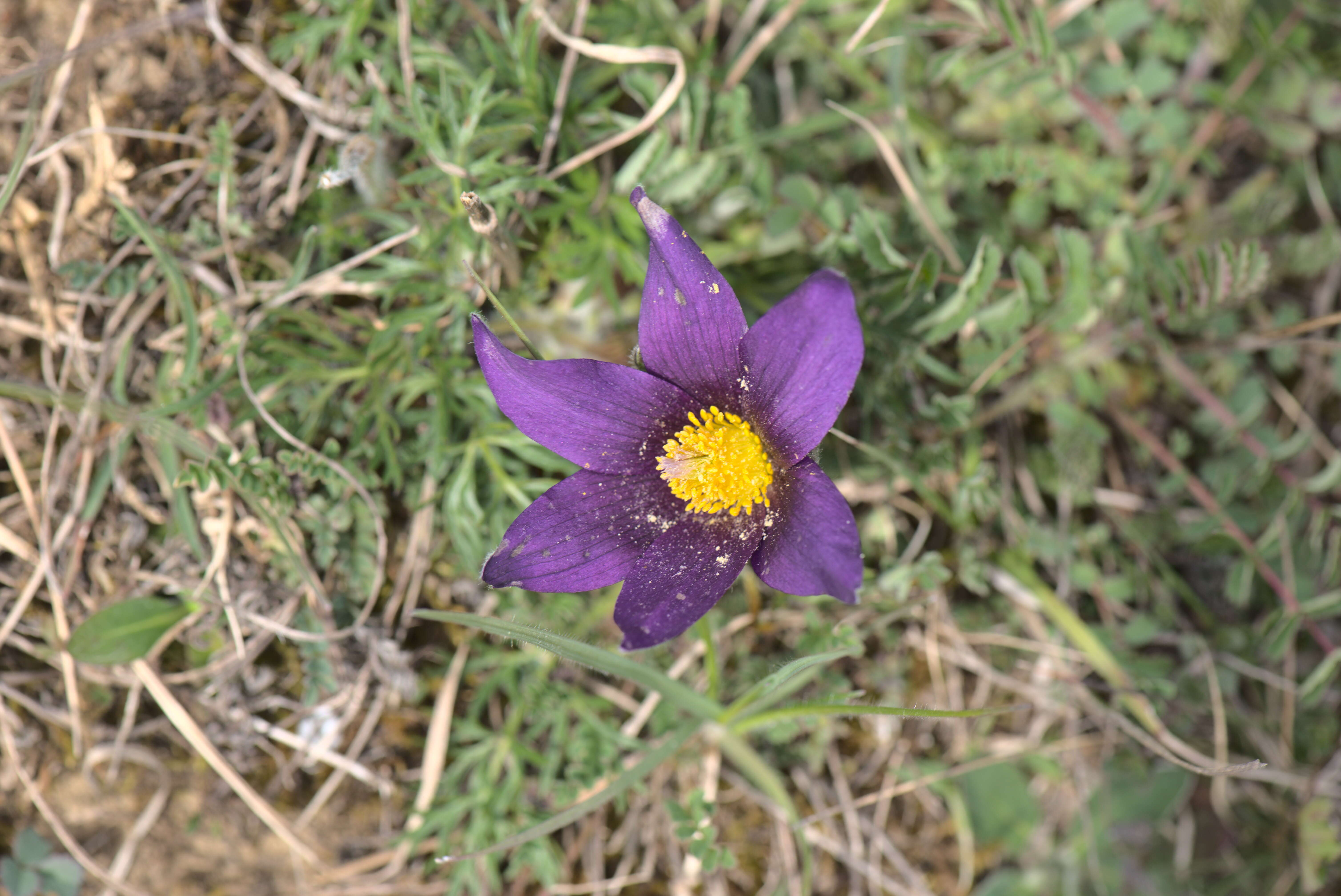 Imagem de Pulsatilla vulgaris Miller