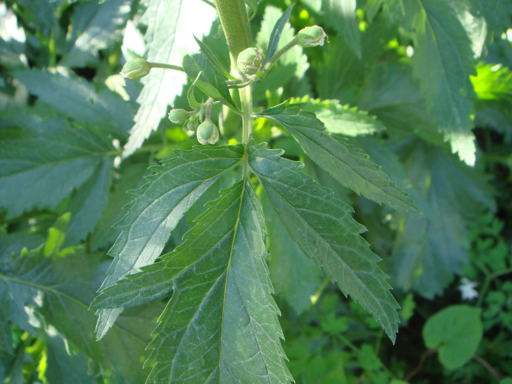 Scrophularia sambucifolia L. resmi