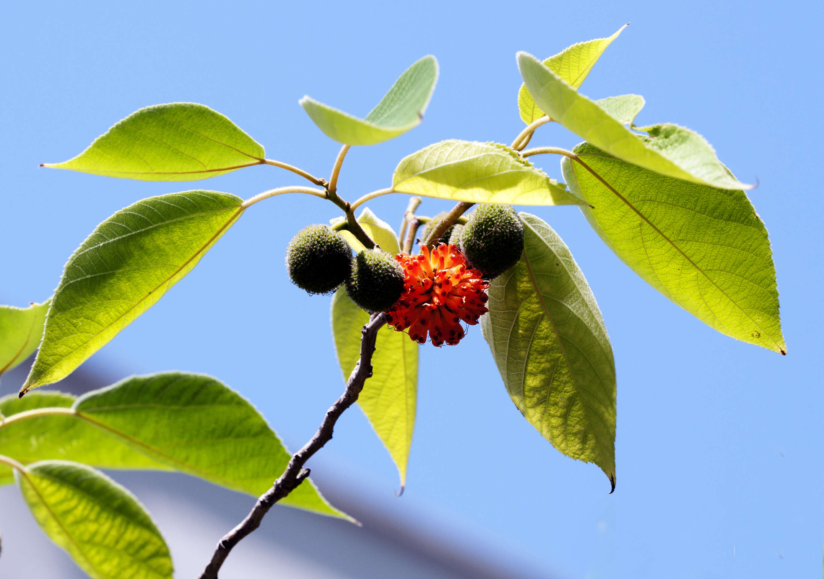 Image of paper mulberry